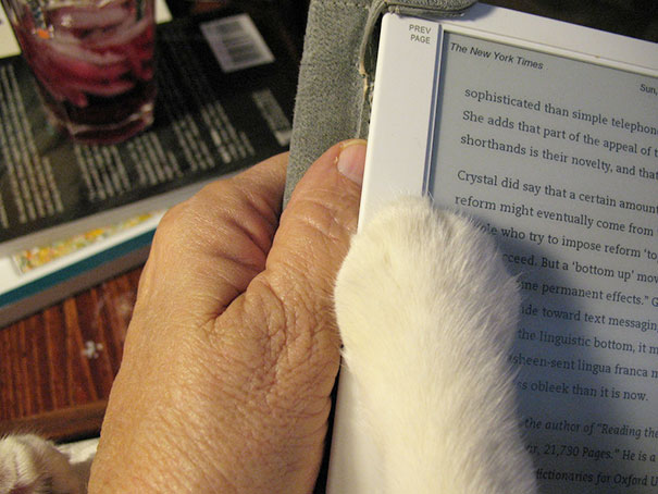 cats_who_wont_let_you_read_15