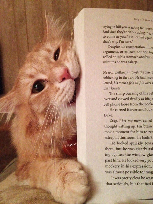 cats_who_wont_let_you_read_2