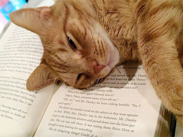 cats_who_wont_let_you_read_30