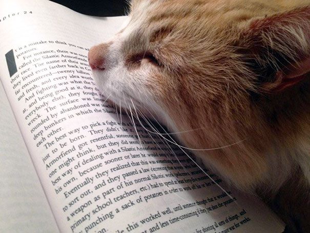 cats_who_wont_let_you_read_33