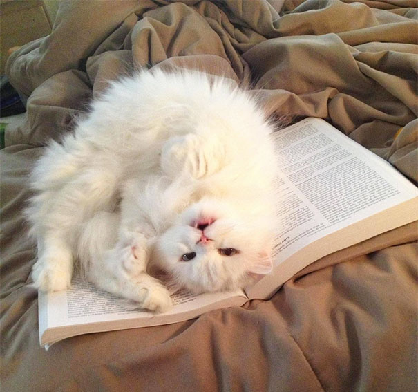 cats_who_wont_let_you_read_6