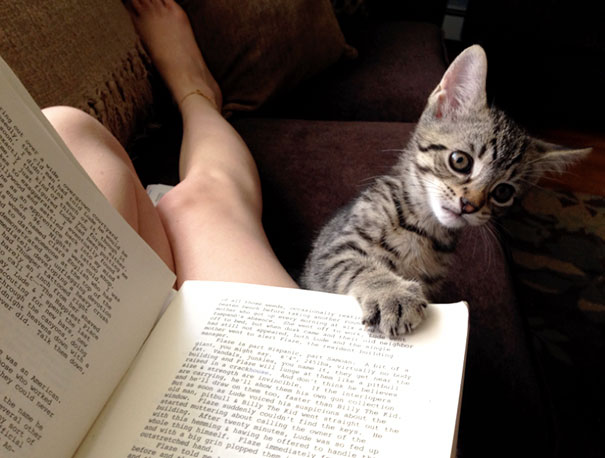 cats_who_wont_let_you_read_8