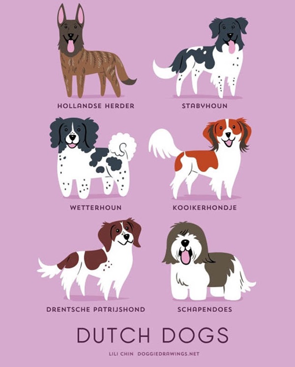 วิธีการดูความแตกต่างของสุนัขพันธุ์ต่างๆ-11