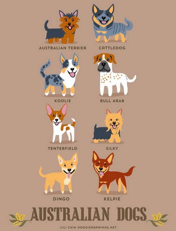 วิธีการดูความแตกต่างของสุนัขพันธุ์ต่างๆ-4