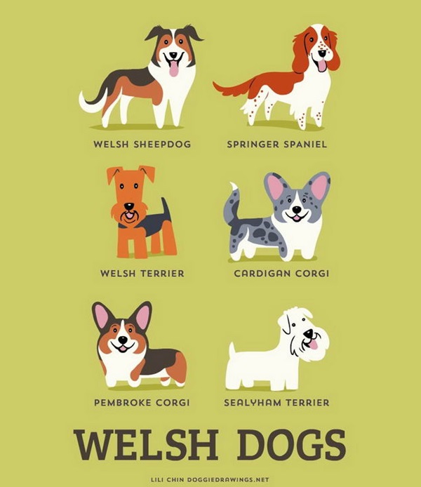 Welsh Dogs