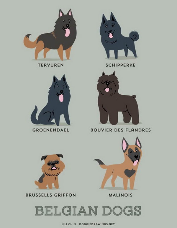 Belgian Dogs