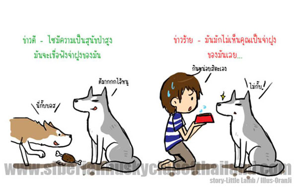 นิสัยเจ้าหมา พันธุ์ไซบีเรียน (1)