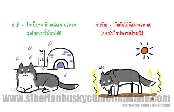 นิสัยเจ้าหมา พันธุ์ไซบีเรียน (8)