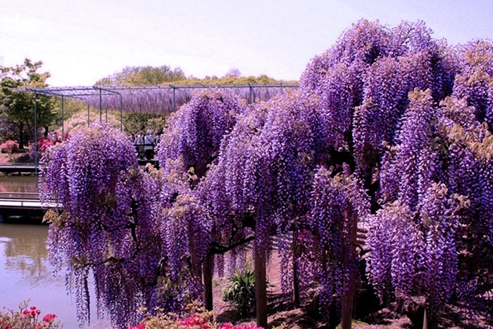 อันดับ 1 Wisteria