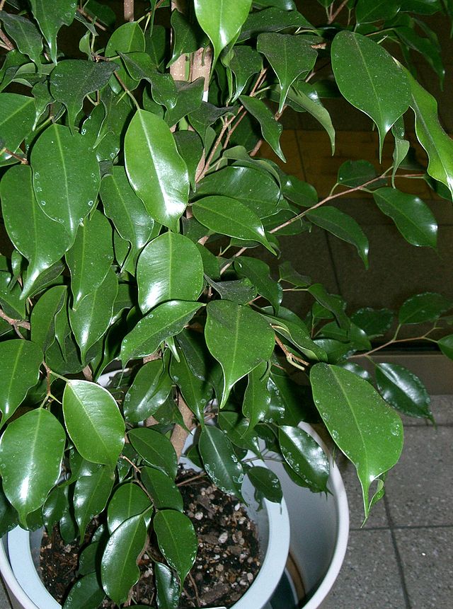 อันดับ 8 Ficus