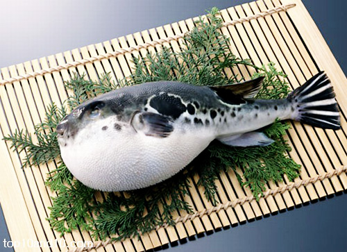 อันดับที่ 5 Fugu หรือ ปลาปักเป้า 
