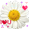 flowers-icon (80)