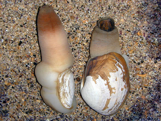 หอยกูอี้ดั๊ก Geoduck