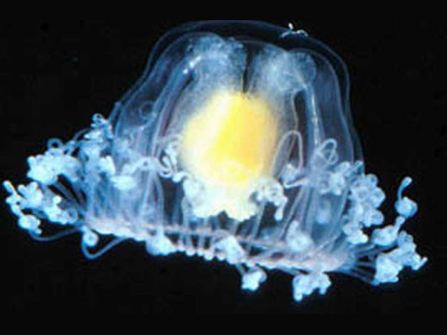 แมงกระพรุน Turritopsis nutricula