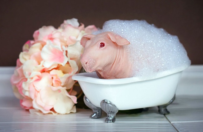 nude-guinea-pig-bath-time-erin-bonilla-12