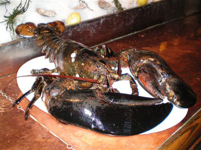 กุ้งมังกร Lobster