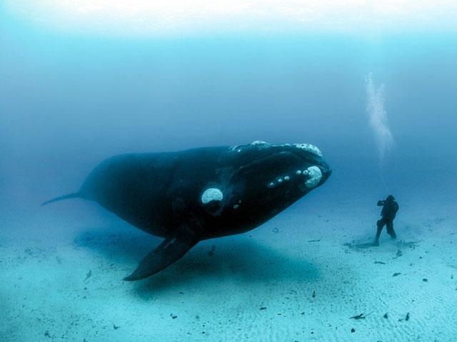 วาฬ Bowhead Whale