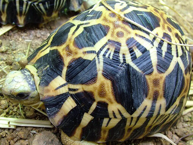 เต่าเรเดียต้า Radiated Tortoise