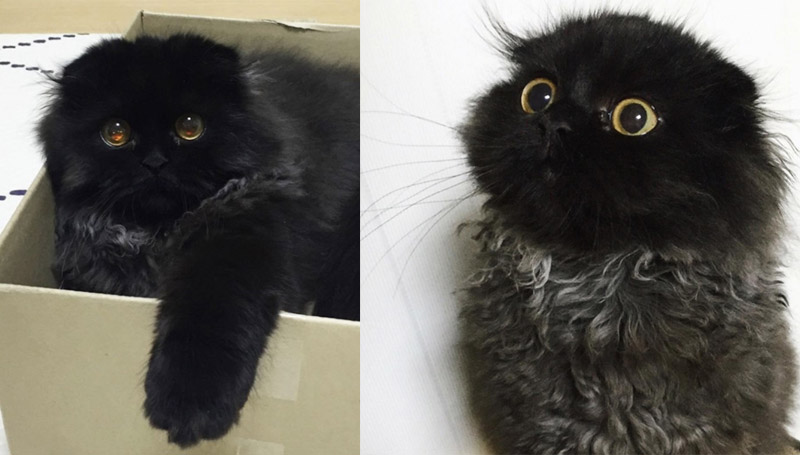 กีโม น้องแมวตัวดำ ตาโต น่ารัก เหมือนตุ๊กตามาก