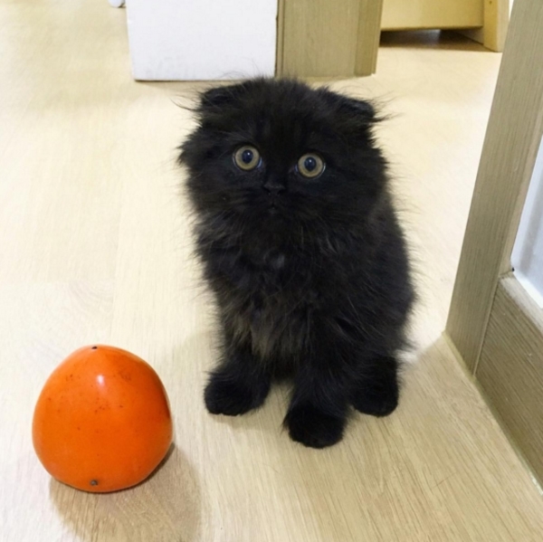 กีโม น้องแมวตัวดำ ตาโต น่ารัก เหมือนตุ๊กตามาก (5)