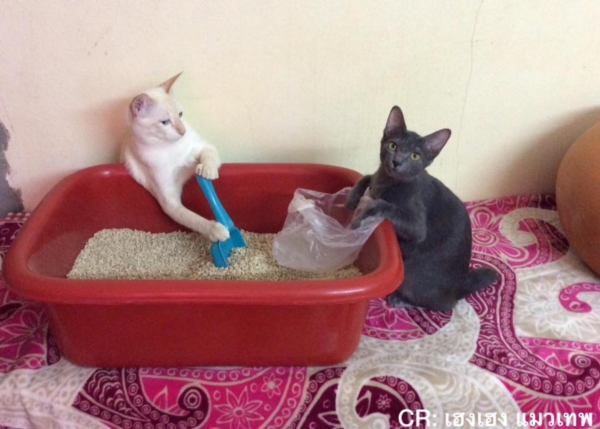 เฮงเฮง และซาลาเปา แมวเทพสุดขยันช่วยทำงานบ้าน