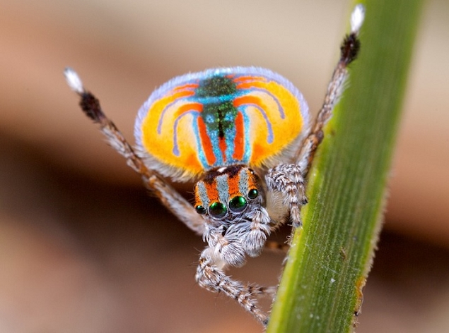 แมงมุมนกยูง (Maratus volans) แมงมุมที่สวยที่สุดในโลก (8)