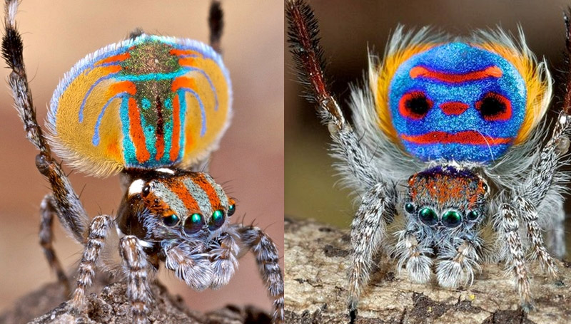 สัตว์โลกน่ารัก แมงมุม แมงมุมที่สวยที่สุดในโลก แมงมุมนกยูง