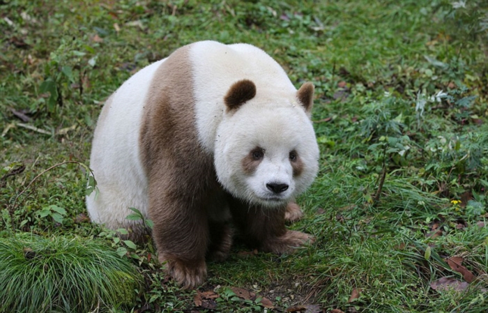 Only Brown Panda (9)