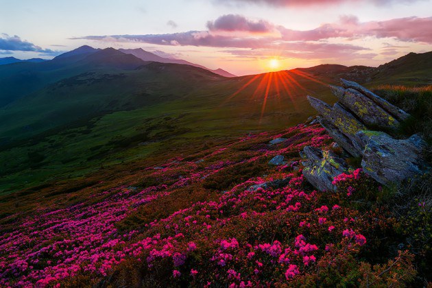 12. ภูเขา Rodnei สีชมพูของดอกไม้ ในยามพระอาทิตย์ตกดิน
