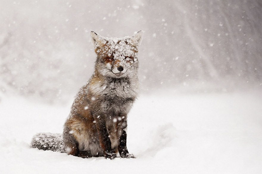 winter-fox (1)