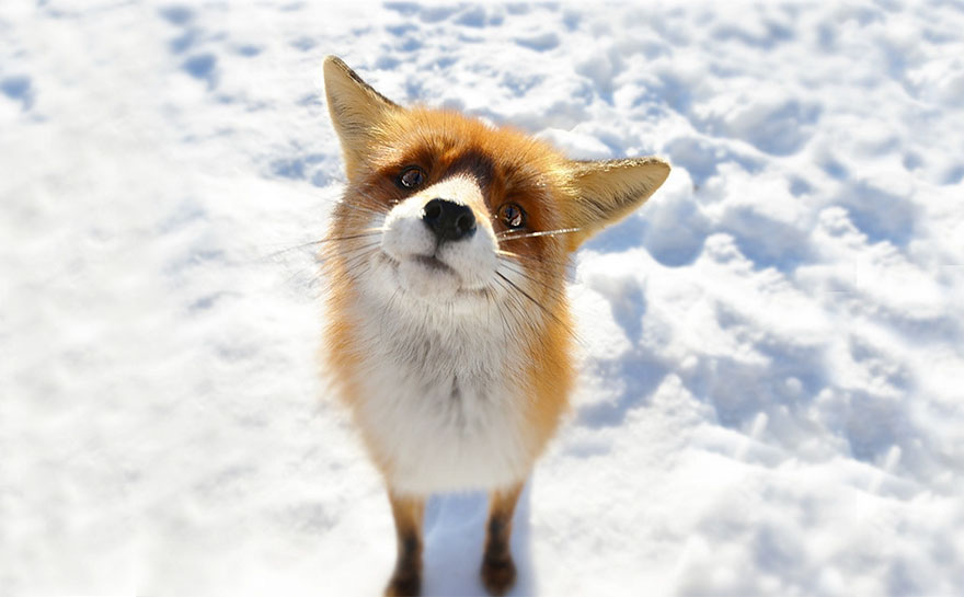 winter-fox (10)