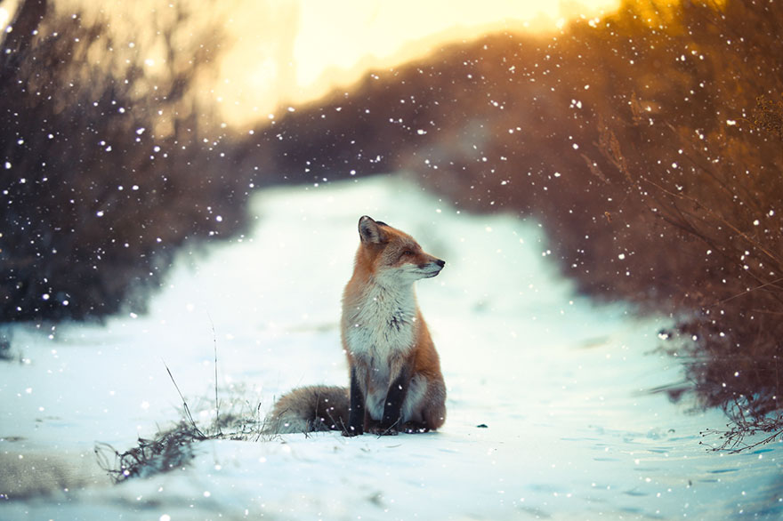winter-fox (11)
