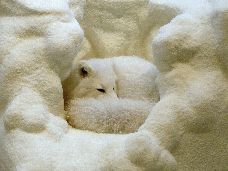 winter-fox (13)