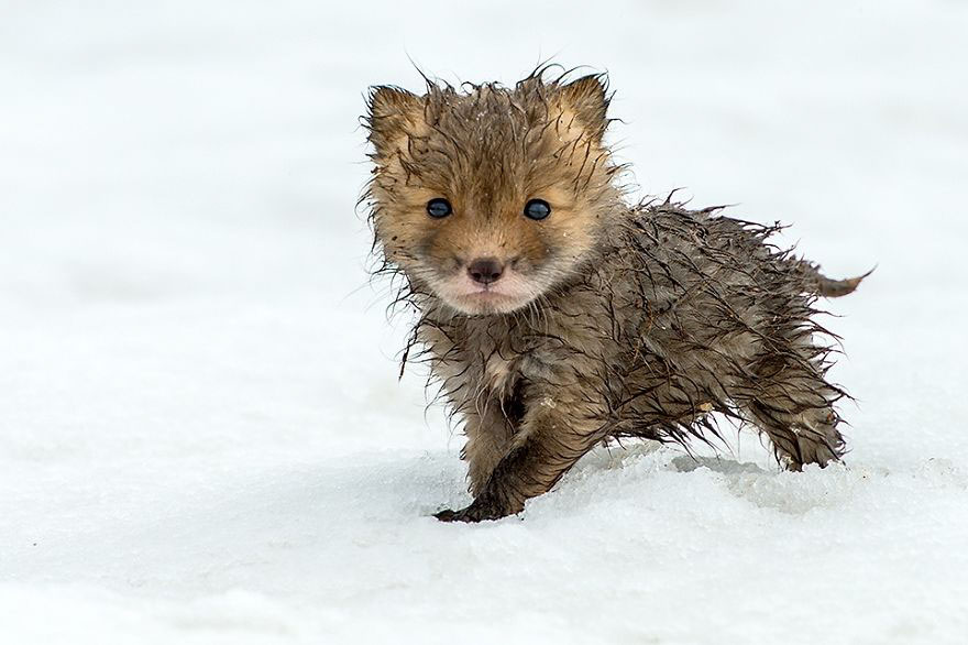 winter-fox (5)