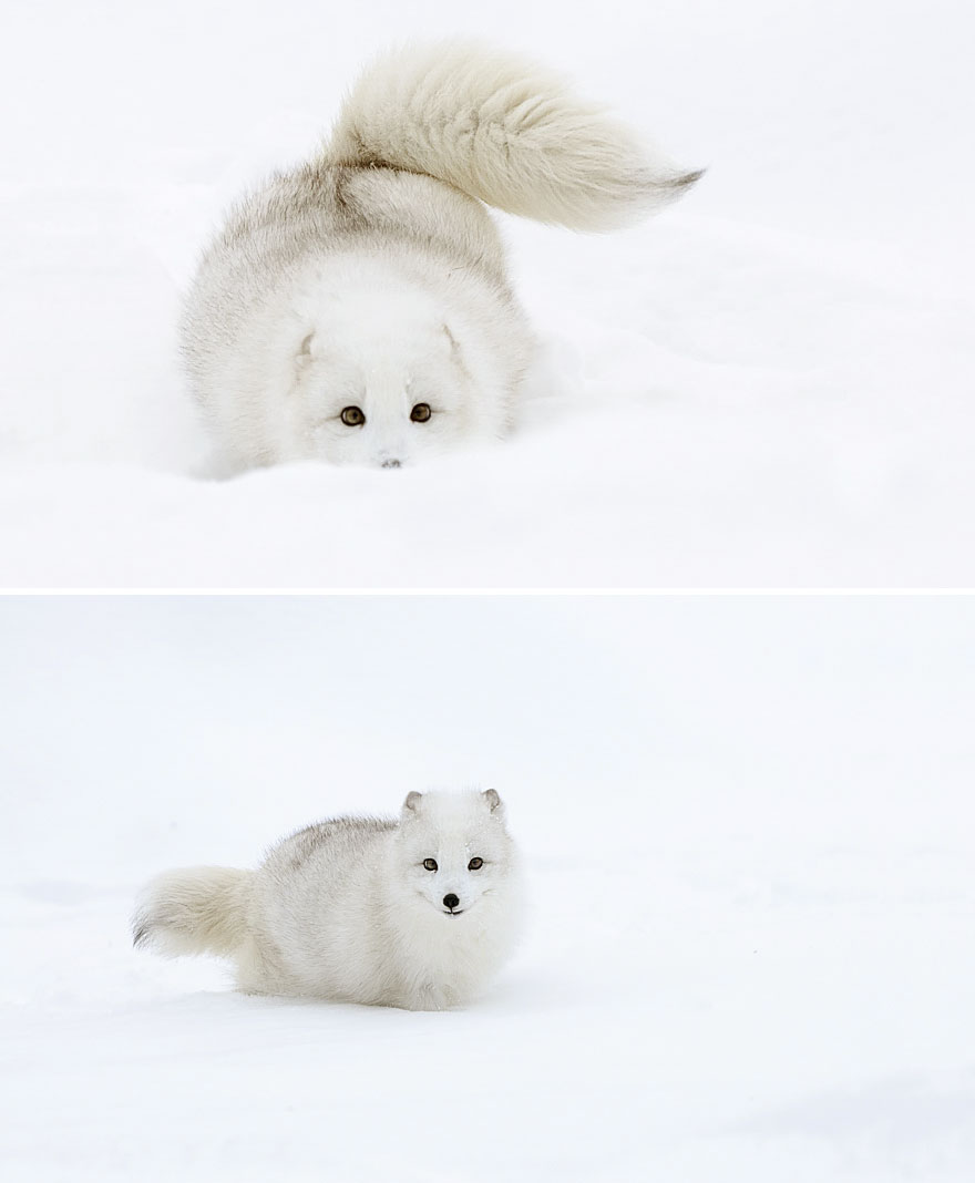 winter-fox (6)