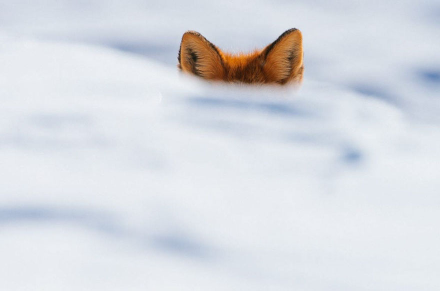 winter-fox (9)