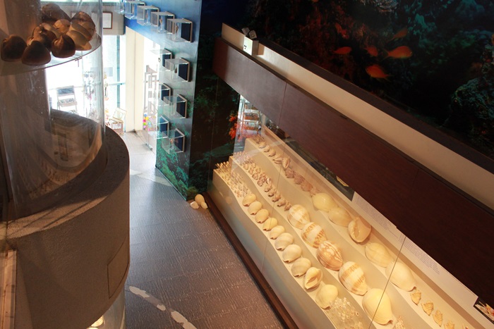 พิพิธภัณฑ์เปลือกหอย กรุงเทพ