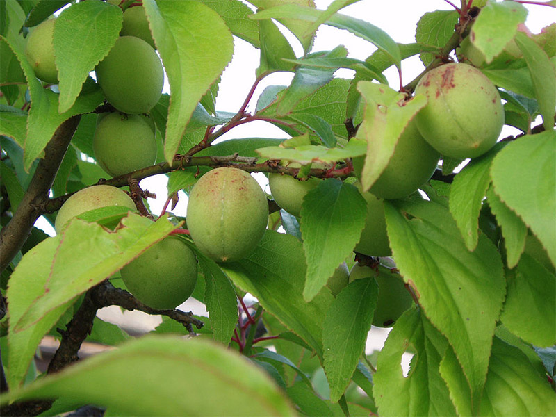 บ๊วย (Chinese plum, Japanese apricot)