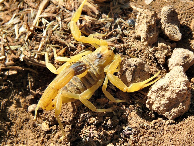 แมงป่องที่พิษร้ายที่สุดในโลก เดธ สตอล์คเกอร์ Death Stalker scorpion