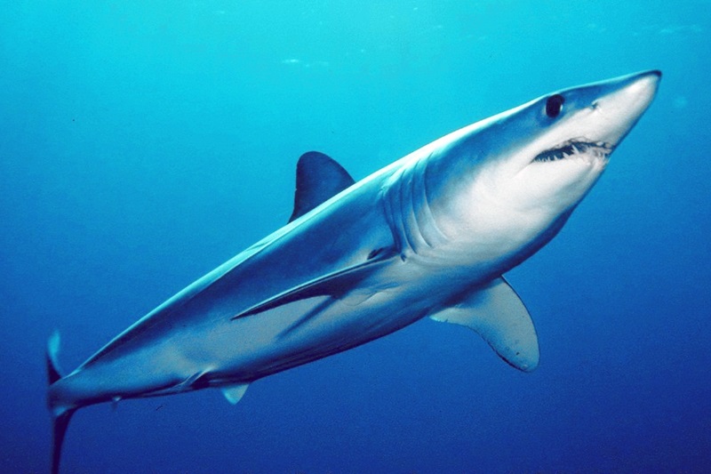 กระโดด ฉลามมาโก สัตว์โลก