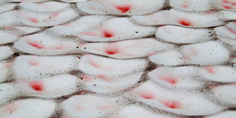 หิมะแตงโม หิมะสีแดง ที่เกิดในเทือกเขาแอลป์