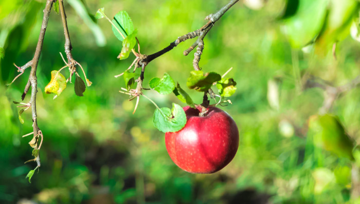 ชื่อผลไม้ภาษาญี่ปุ่น ผลไม้ フルーツ Furūts - แอปเปิ้ล りんご (คำอ่าน Ringo ริงโงะ)
