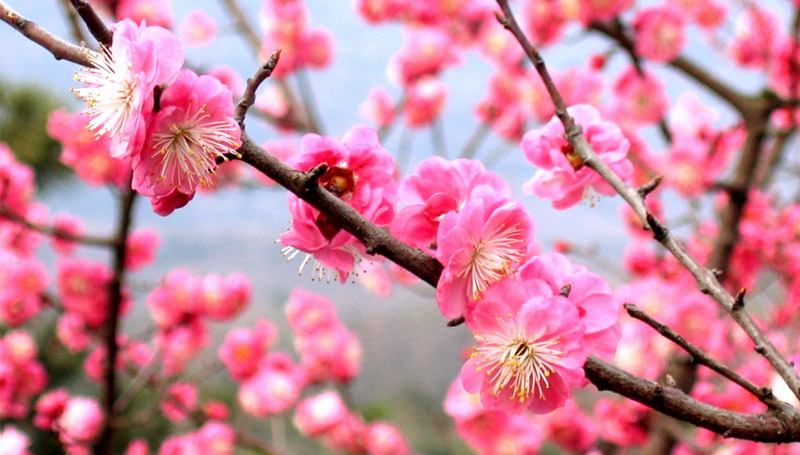ความแตกต่าง ชมพูพันธุ์ทิพย์ ซากุระ ดอกซากุระ ดอกท้อ ดอกบ๊วย ดอกไม้
