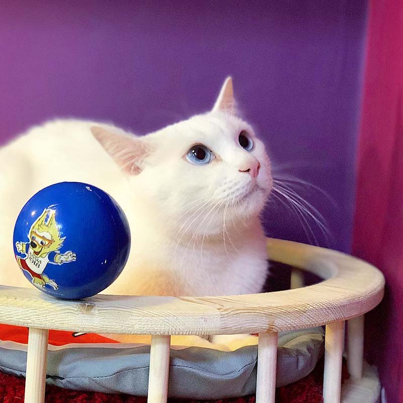  อคิลลิส แมวทำนายผลฟุตบอลโลก 2018
