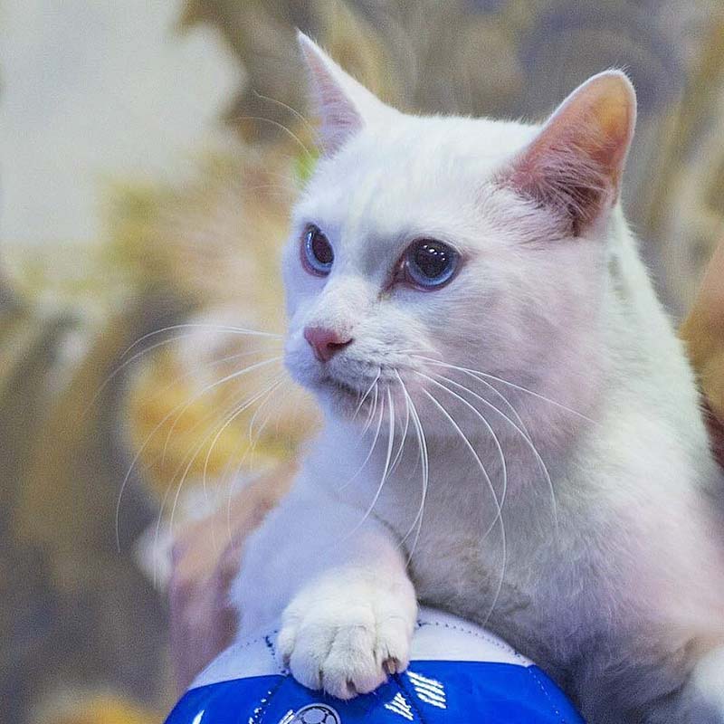  อคิลลิส แมวทำนายผลฟุตบอลโลก 2018