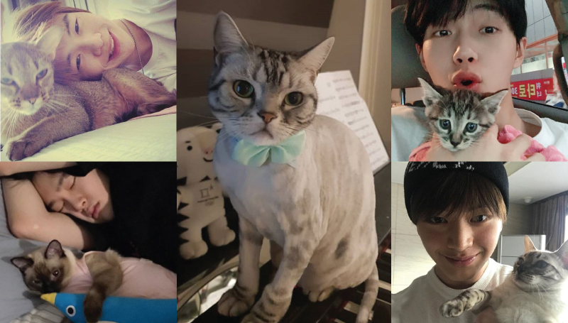 ดาราเกาหลี ทาสแมว ศิลปินเกาหลี สัตว์เลี้ยง อยากเป็นแมว แมว