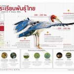 นกกระเรียนพันุธ์ไทย - โปสเตอร์สัตว์ป่าสงวนในไทย