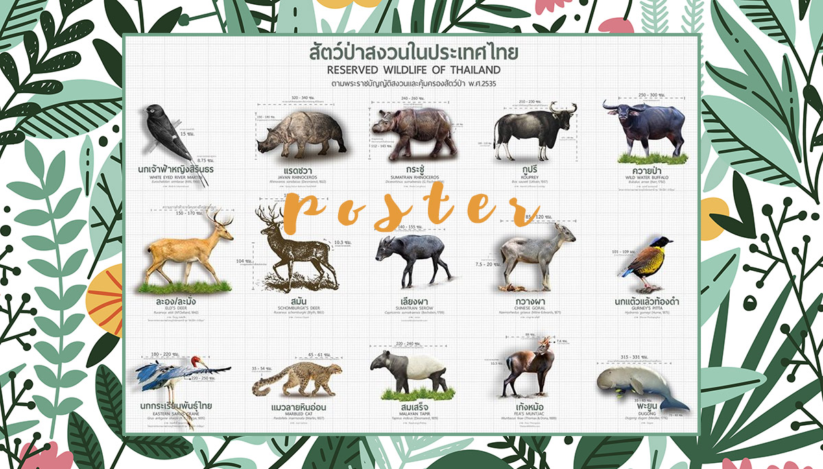 โปสเตอร์สัตว์ป่าสงวนในไทย 15 ชนิด