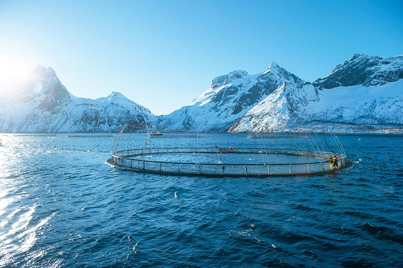 Norwegian Aquaculture